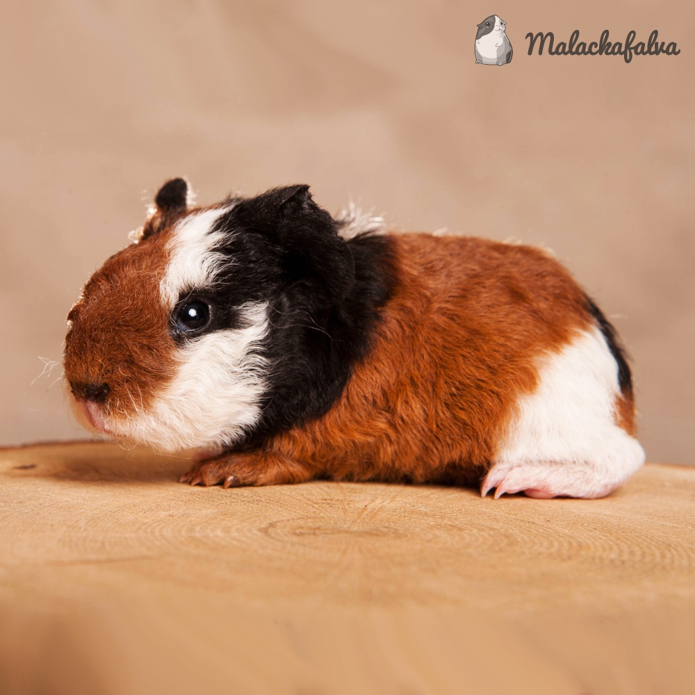 Texel tengerimalac